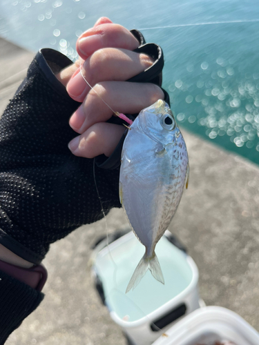 ネッタイヒイラギの釣果