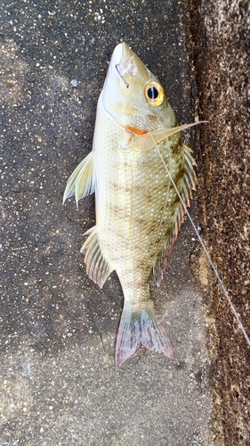 タテシマフエフキの釣果