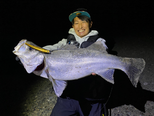 ヒラスズキの釣果