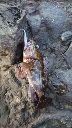 カサゴの釣果