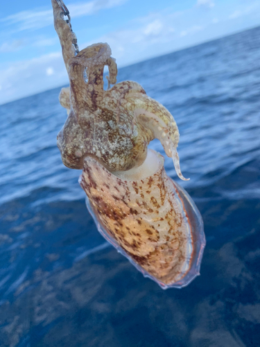 コウイカの釣果