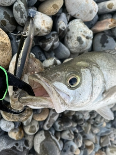 ヒラスズキの釣果