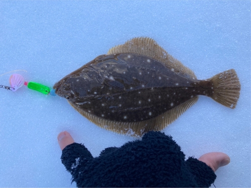 イシガレイの釣果