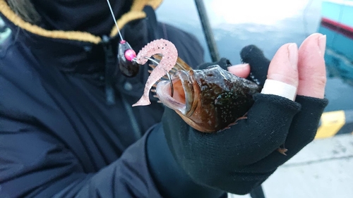 アイナメの釣果