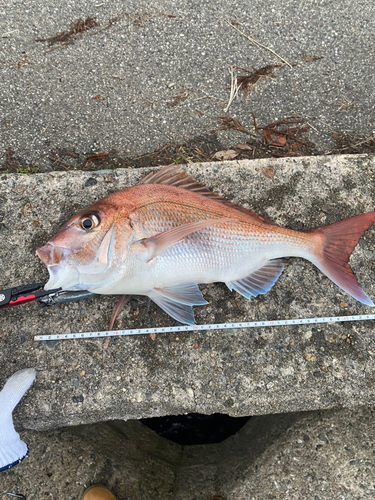 マダイの釣果