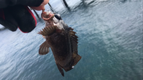 ムラソイの釣果