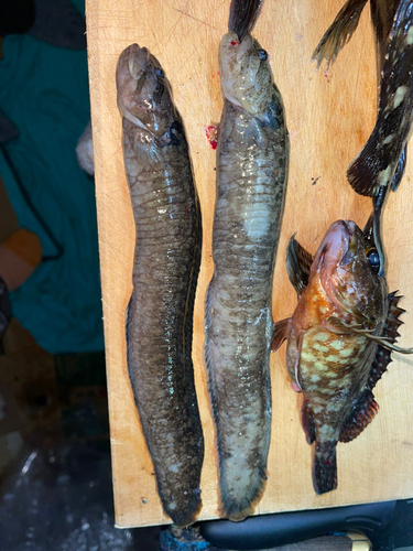 ギンポの釣果