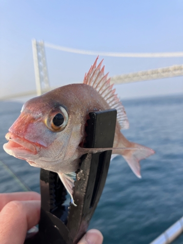 チャリコの釣果