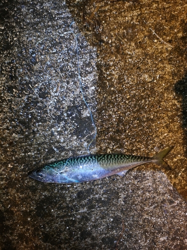 サバの釣果