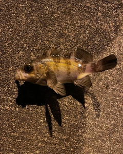 シロメバルの釣果