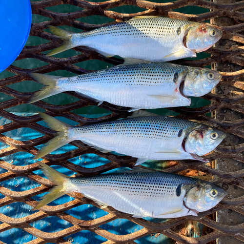 コノシロの釣果