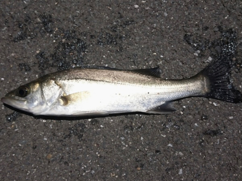 富津海岸で釣れたシーバスの釣り・釣果情報 - アングラーズ