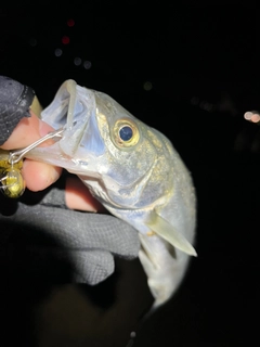 セイゴ（マルスズキ）の釣果