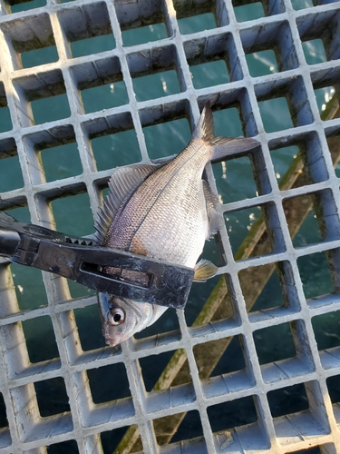 ウミタナゴの釣果