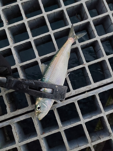 カタボシイワシの釣果