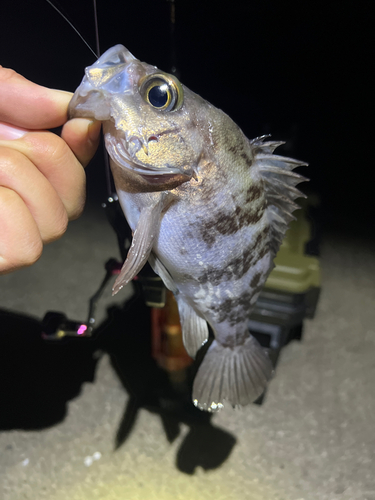 メバルの釣果