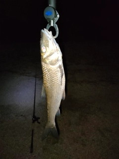 ニゴイの釣果