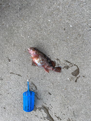 アラカブの釣果