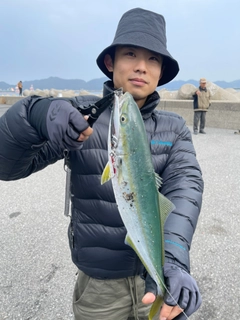 ハマチの釣果