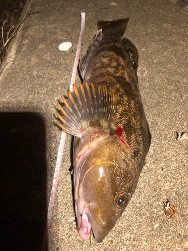 アイナメの釣果