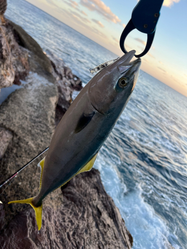 ヤズの釣果