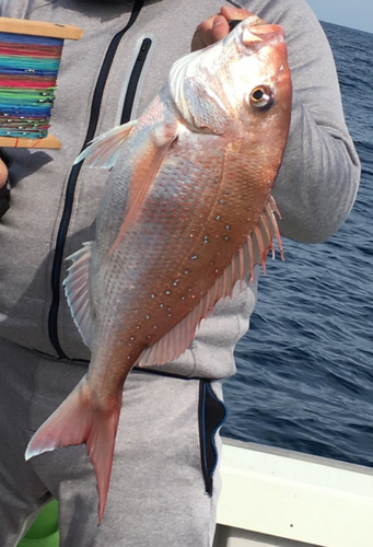 マダイの釣果