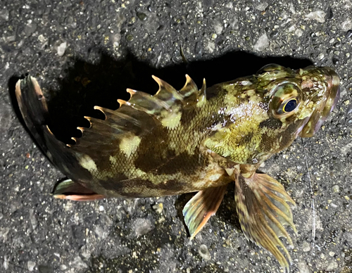 カサゴの釣果