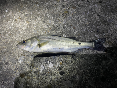 セイゴ（マルスズキ）の釣果