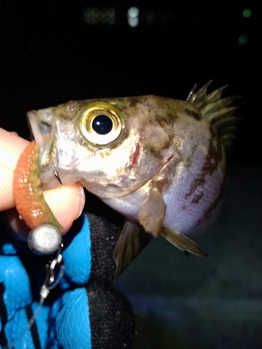 メバルの釣果