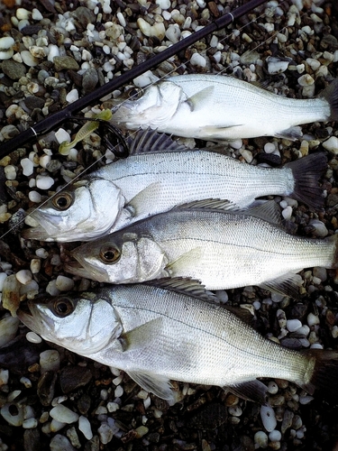 ヒラスズキの釣果