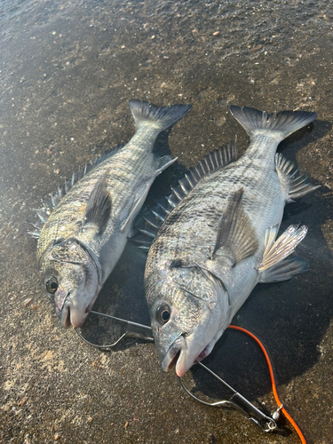 チヌの釣果