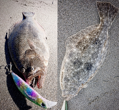 ヒラメの釣果