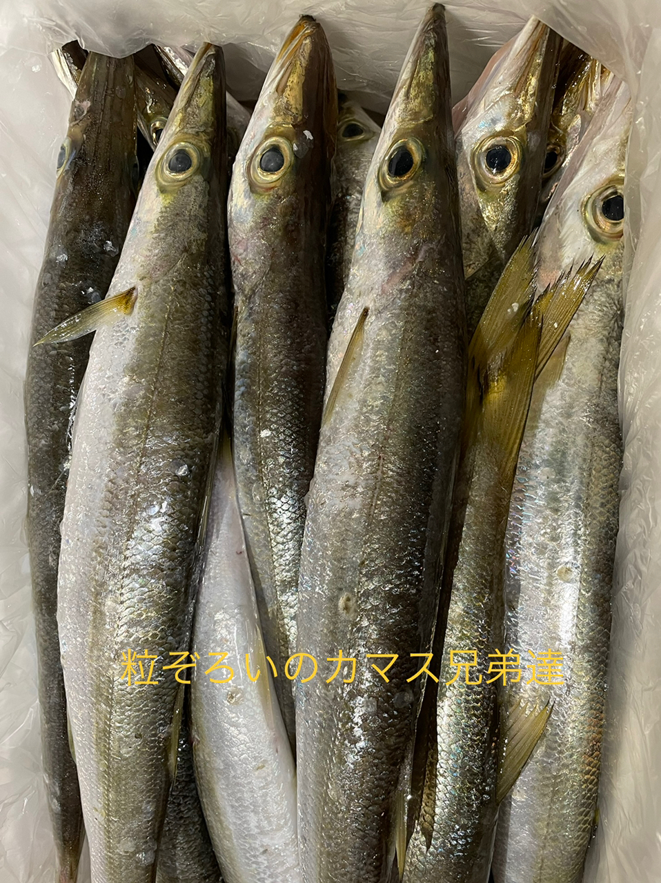 カマス