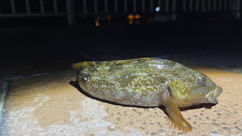 アイナメの釣果