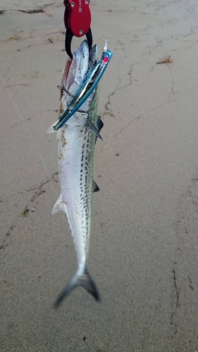 サゴシの釣果