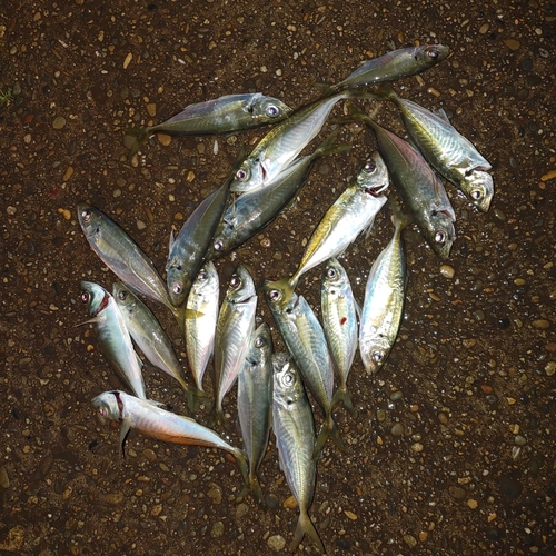 アジの釣果