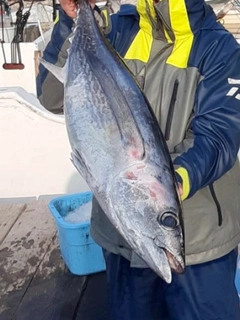 ビンチョウマグロの釣果