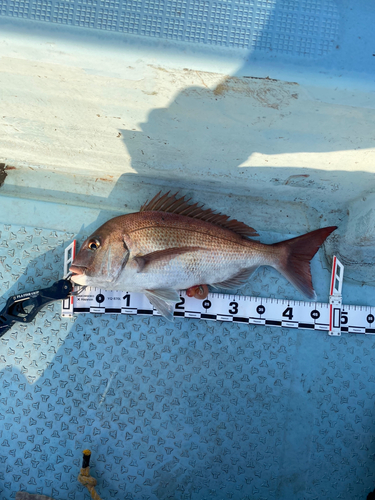 マダイの釣果