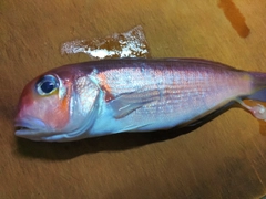 アマダイの釣果