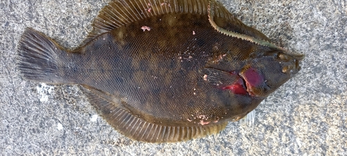 カレイの釣果