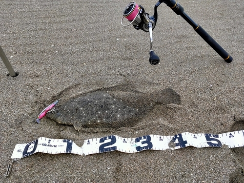 ヒラメの釣果