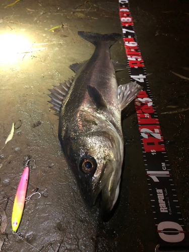 シーバスの釣果