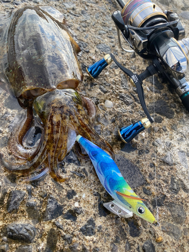 アオリイカの釣果