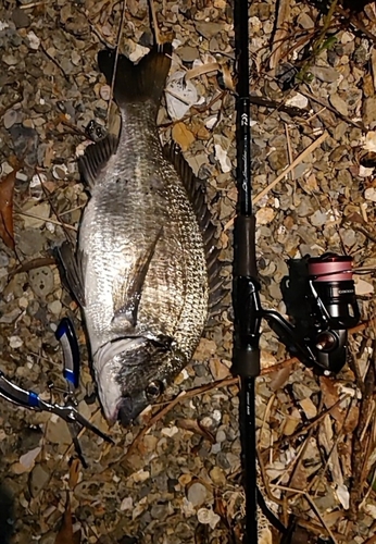 ミナミクロダイの釣果