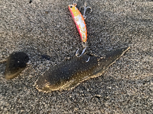 シタビラメの釣果