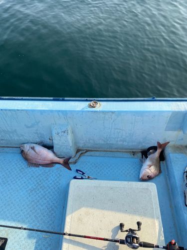 マダイの釣果