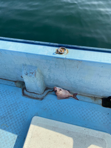 マダイの釣果