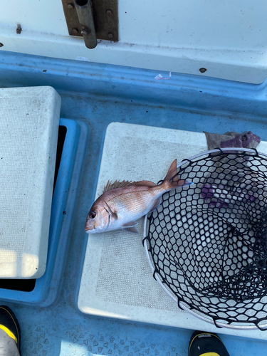 マダイの釣果