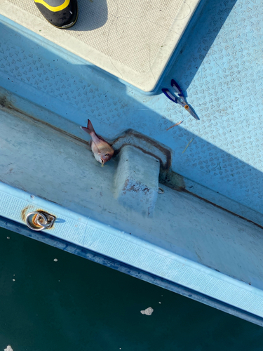 マダイの釣果