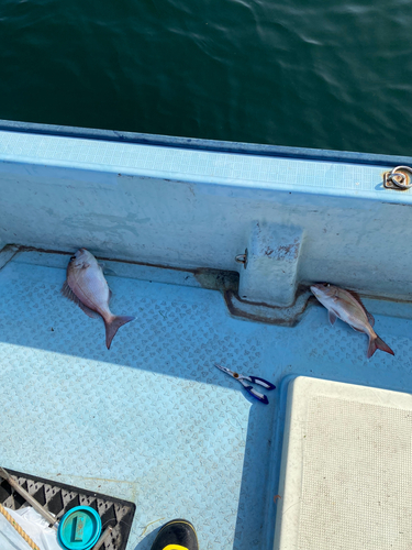 マダイの釣果